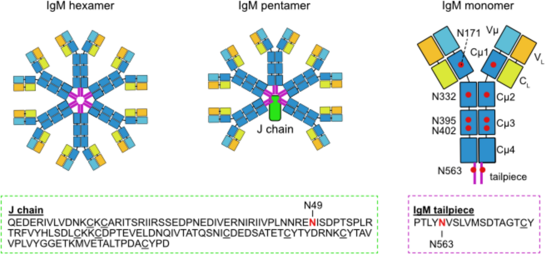 Understanding IgM Structure and Biology to Engineer New Antibody Therapeutics