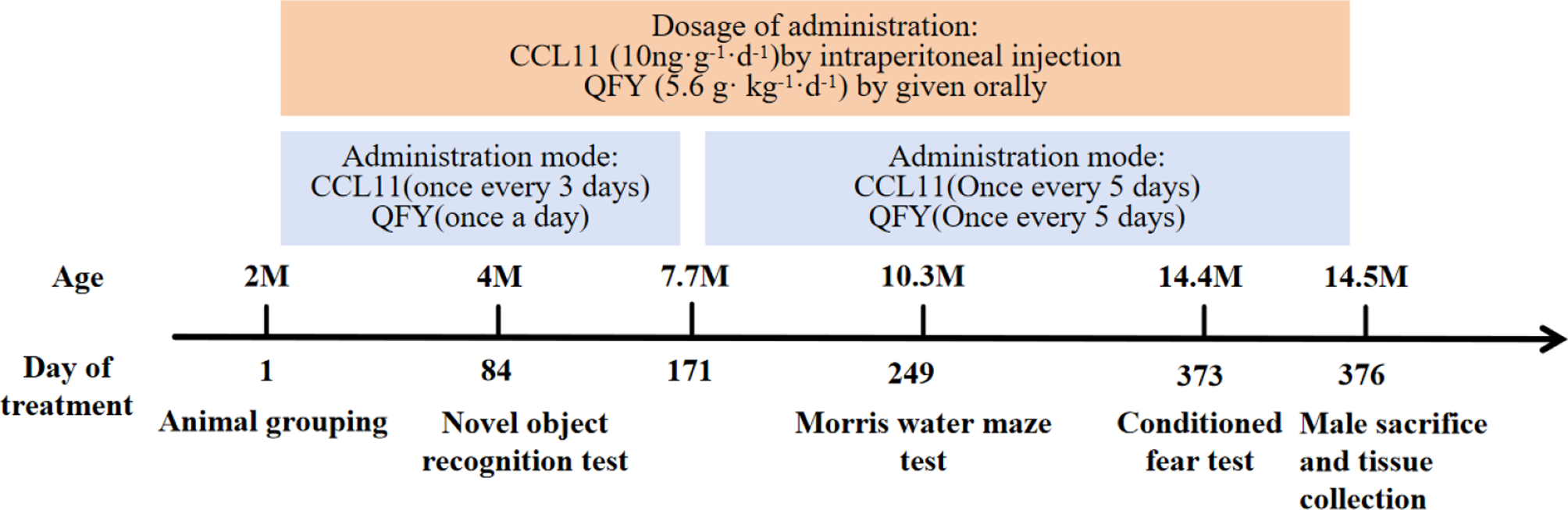 Qifuyin against CCL11-Induced cognitive impairment by inhibiting microglial senescence via CCR3 signaling