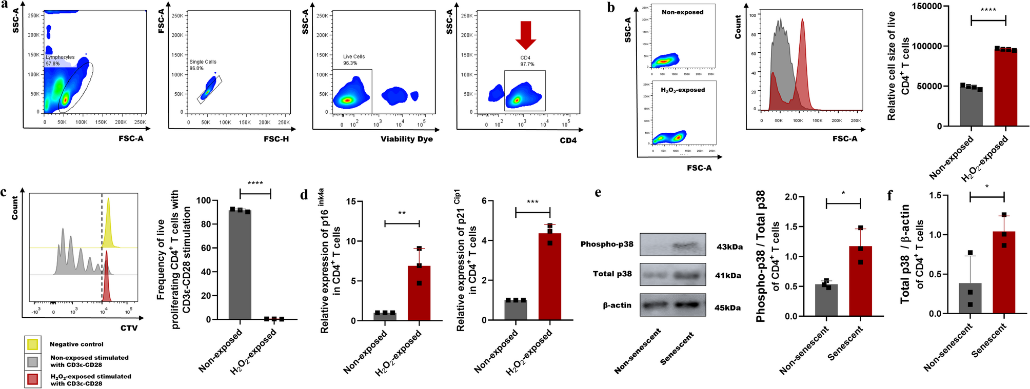 p38 mitogen-activated protein kinase drives senescence in CD4+ T lymphocytes and increases their pathological potential
