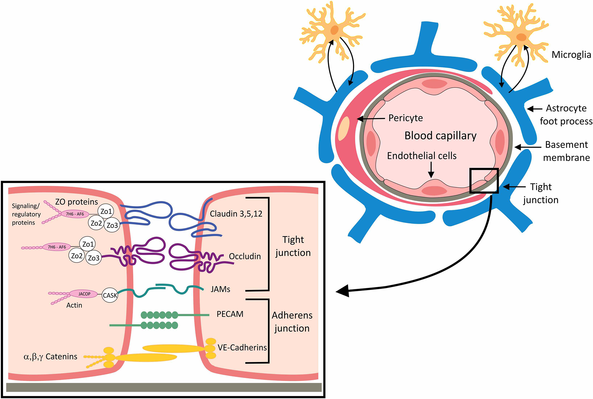 Intranasal delivery route for neurodegenerative diseases: recent insights and future directions