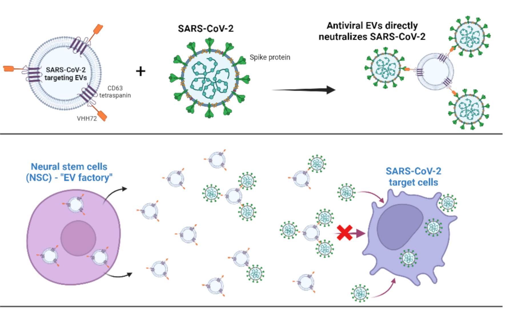 Intranasal delivery of engineered anti-SARS-CoV-2 extracellular vesicles therapeutically represses lung infection and inflammation