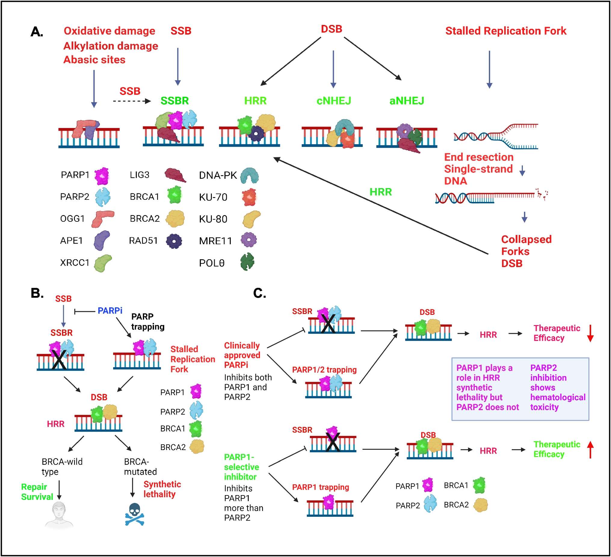 Targeting PARP1: A Promising Approach for Next-Generation Poly (ADP-ribose) Polymerase Inhibitors
