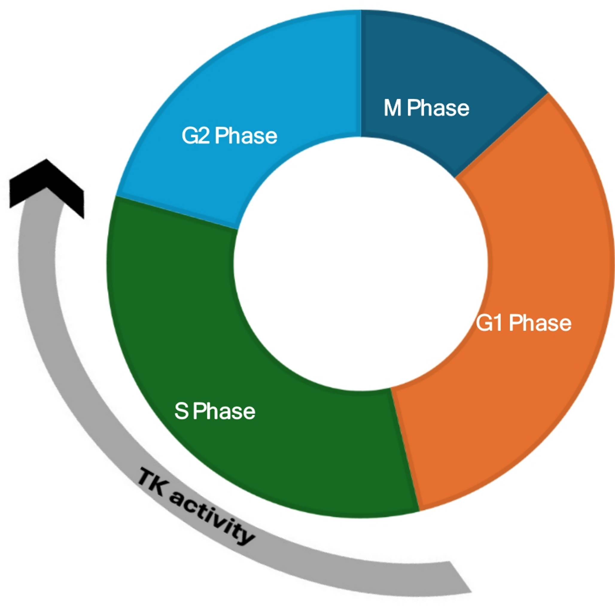 Promising Biomarkers in Breast Cancer: A Review of Thymidine Kinase