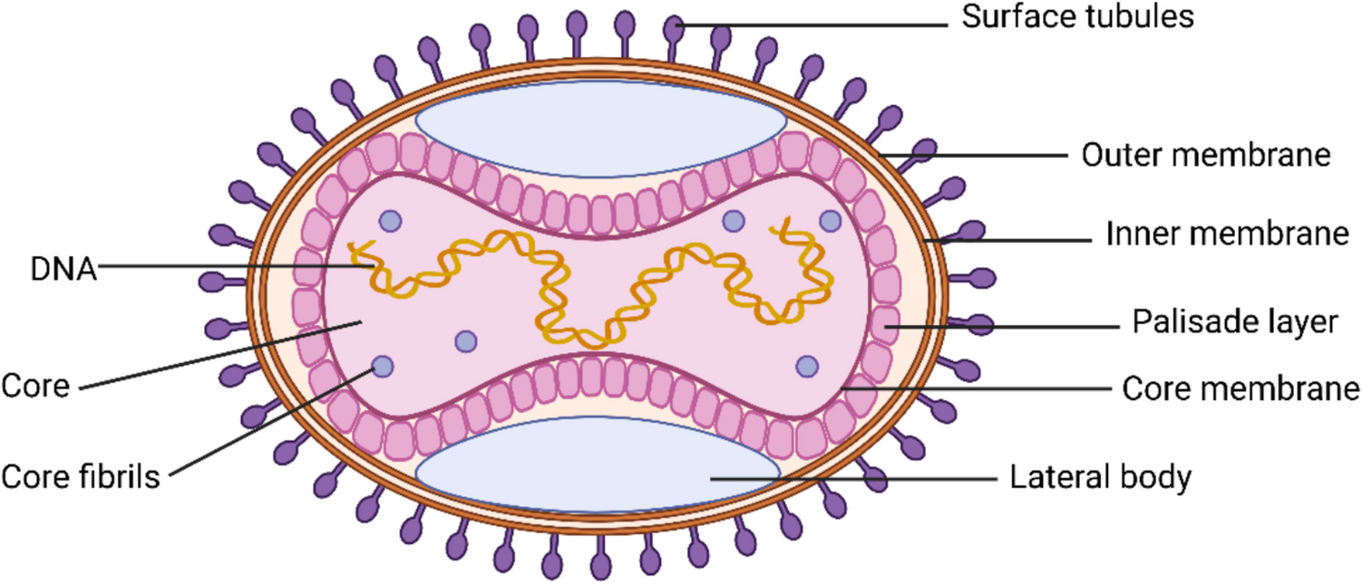 MPOX: Resilient Strategies in Prevention and Diagnosis