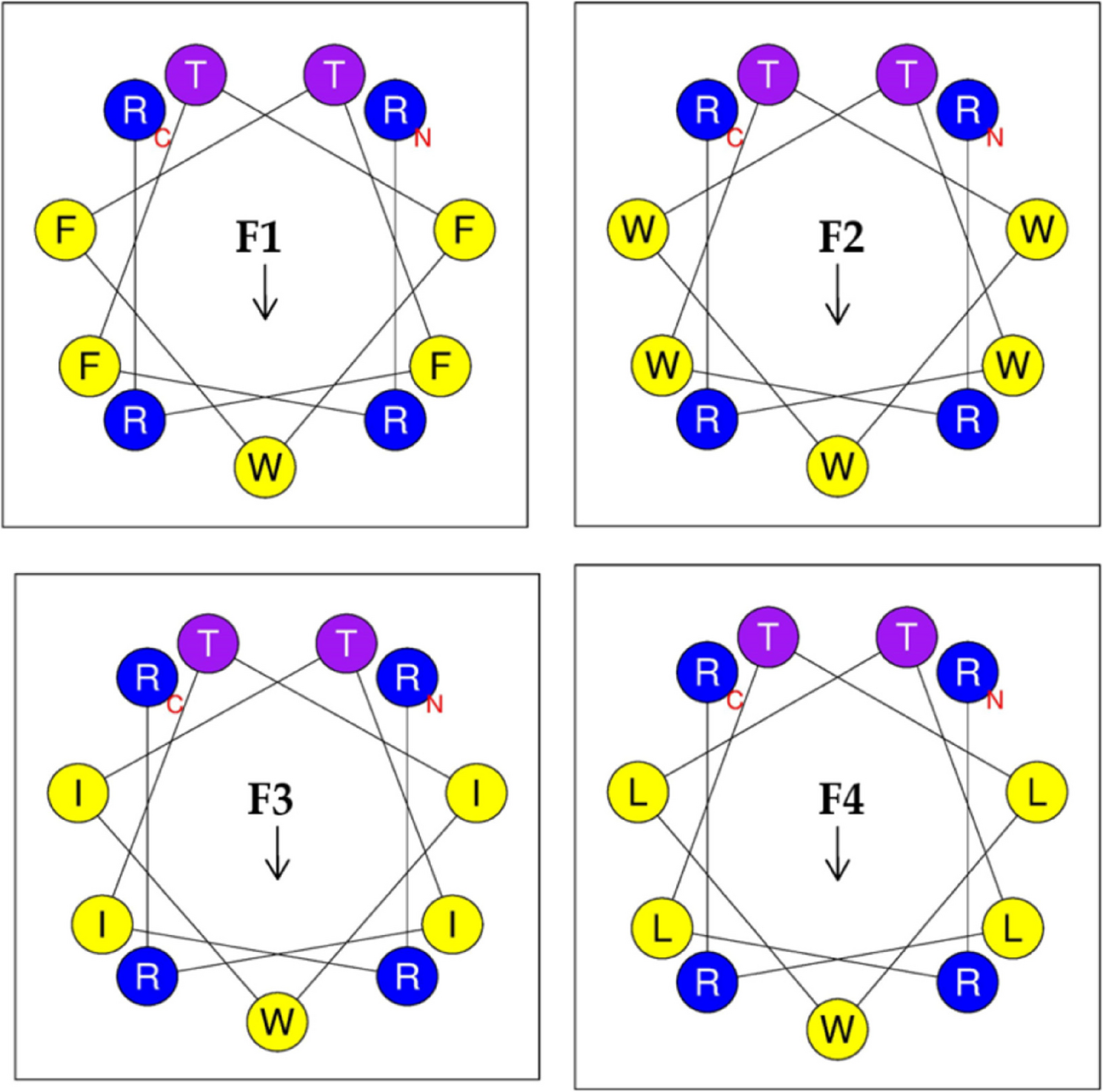Expansion of the antibacterial spectrum of symmetrical amino acid-paired antifungal peptides through structural optimization