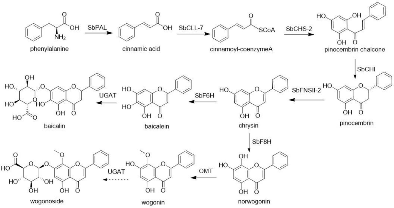 16S rDNA sequencing and targeted metabolomics reveal rhizosphere microbial diversity and flavonoid dynamics in Scutellaria baicalensis Georgi