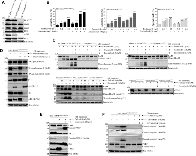 Novel CDK2/CDK9 inhibitor fadraciclib targets cell survival and DNA damage pathways and synergizes with encorafenib in human colorectal cancer cells with BRAF(V600E)