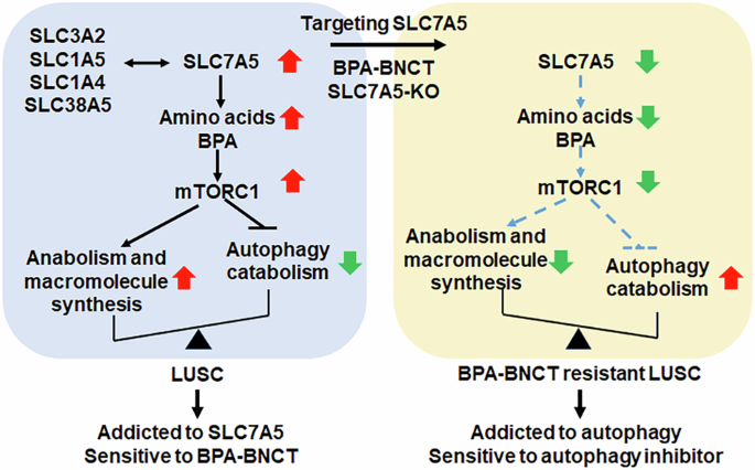Targeting SLC7A5 in lung squamous cell carcinoma: implications for cancer metabolism shift and boron neutron capture therapy resistance