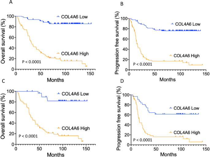 Collagen type IV alpha 6 promotes tumor progression and chemoresistance in ovarian cancer by activating the discoidin domain receptor 1 pathway
