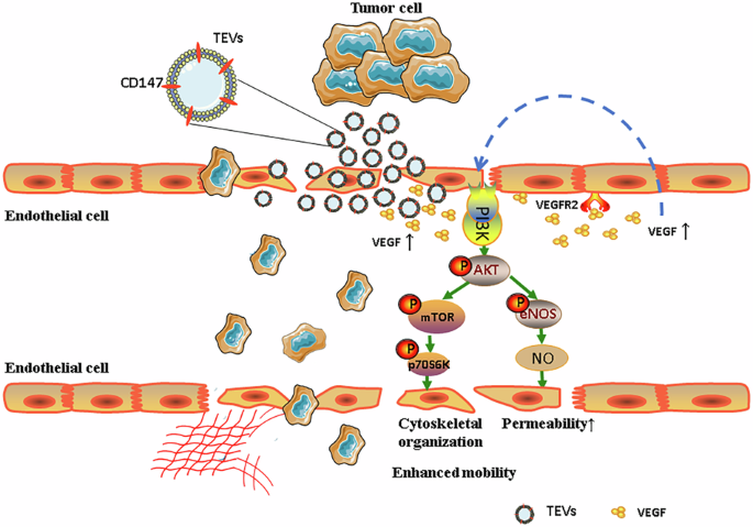 CD147-high extracellular vesicles promote gastric cancer metastasis via VEGF/AKT/eNOS and AKT/mTOR pathways