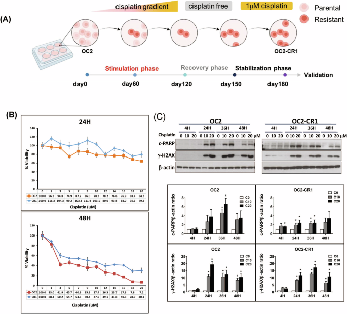ONC201 enhances the cytotoxic effect of cisplatin through ATF3/ATF4/CHOP in head and neck squamous cell carcinoma cells
