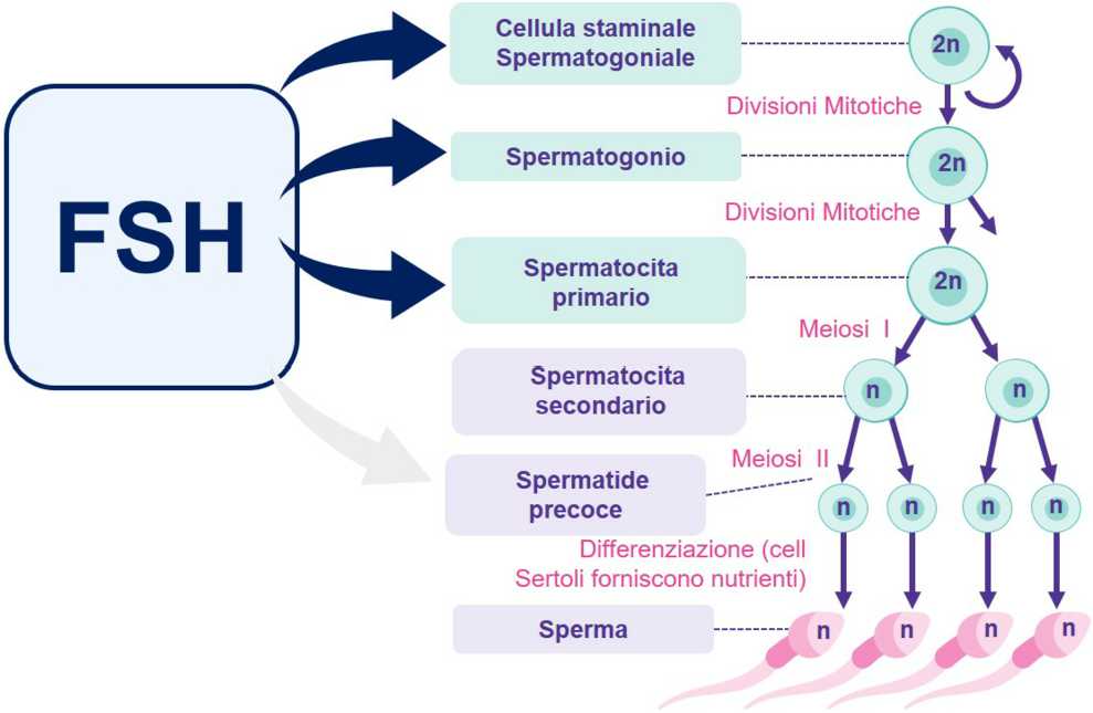 Terapia del fattore maschile di infertilità
