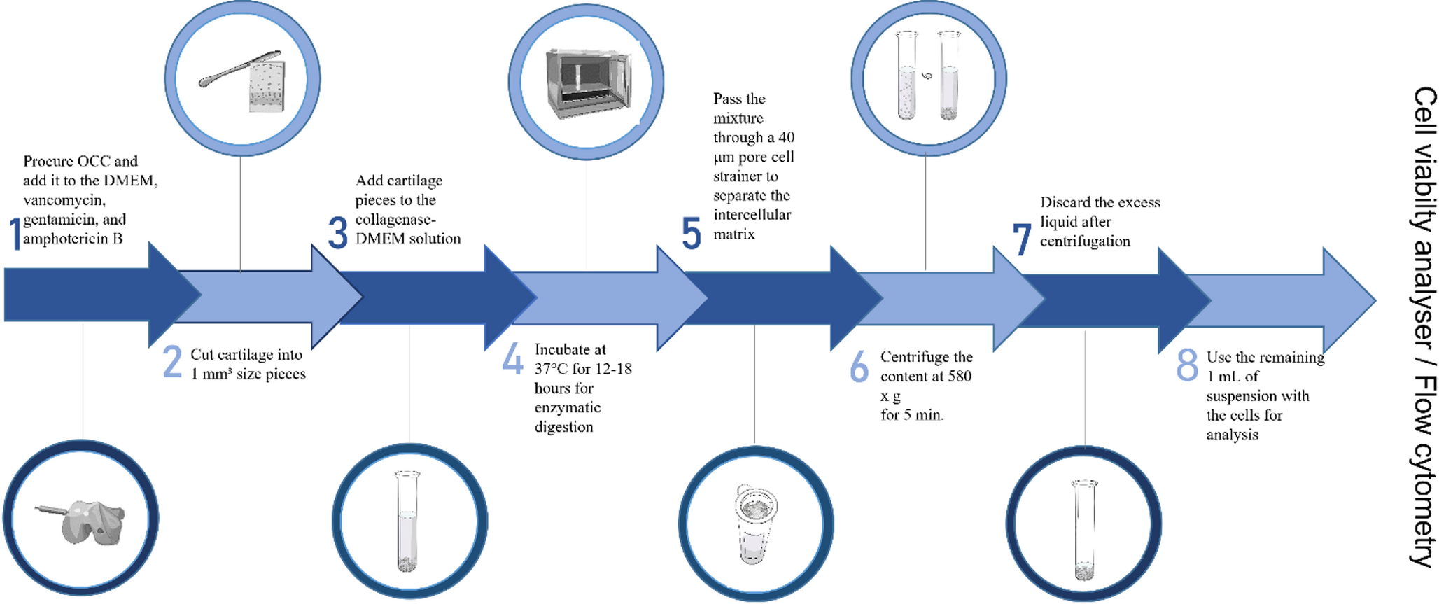 Significance of chondrocyte viability in postmortem interval assessments and chondrocyte viability assay