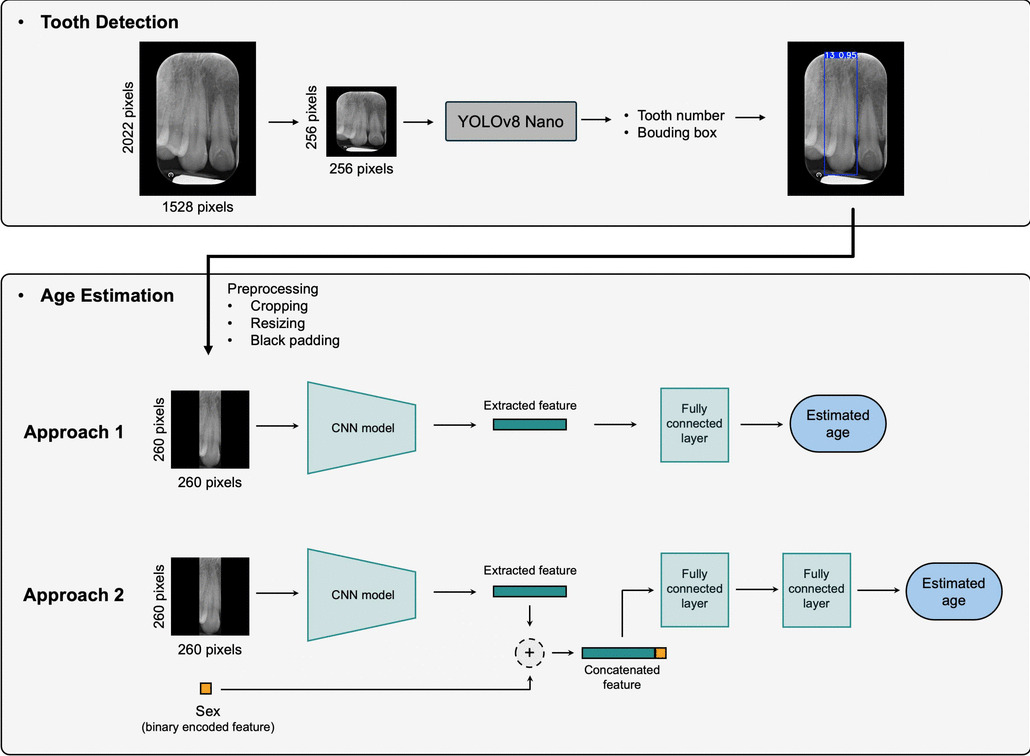 A fully automated deep learning framework for age estimation in adults using periapical radiographs of canine teeth