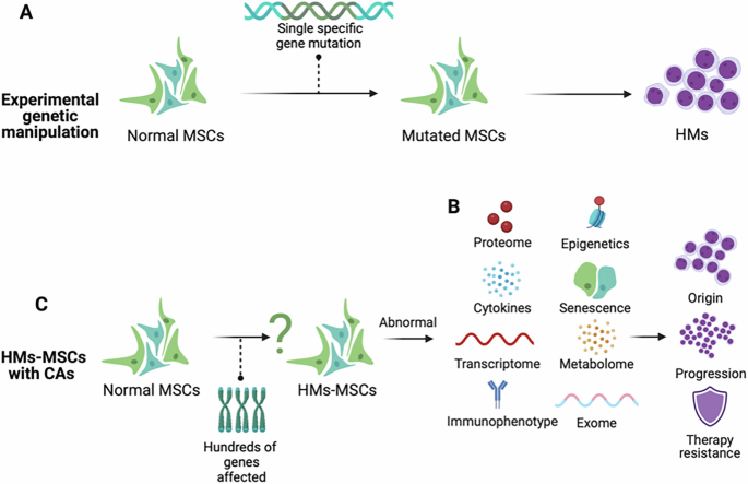 Chromosomal abnormalities of mesenchymal stromal cells in hematological malignancies