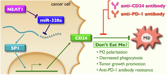 Immune evasion from macrophages by NEAT1-induced CD24 in liver cancer