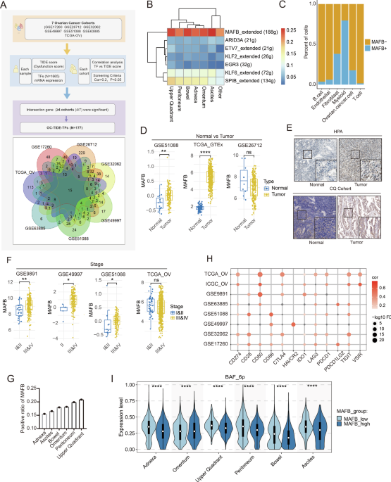 Activated MAFB in ovarian cancer promotes cytoskeletal remodeling and immune microenvironment suppression by interfering with m6A modifications through WTAP competition
