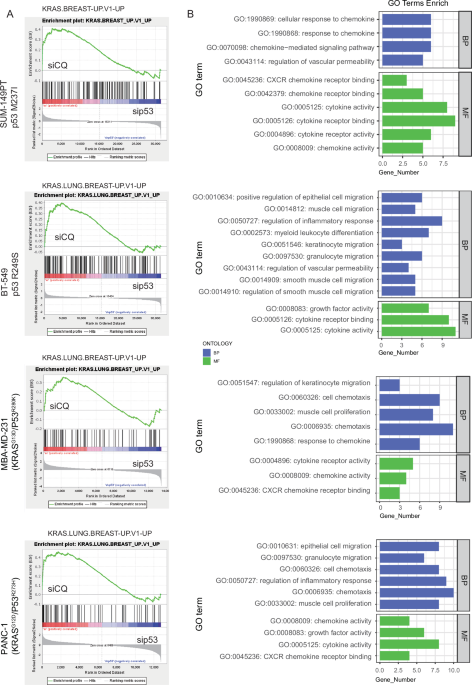 Coexistence of P53 and KRAS mutations enhances ERK1/2 signaling by inducing EGR1 expression through mutp53 and c-JUN interaction