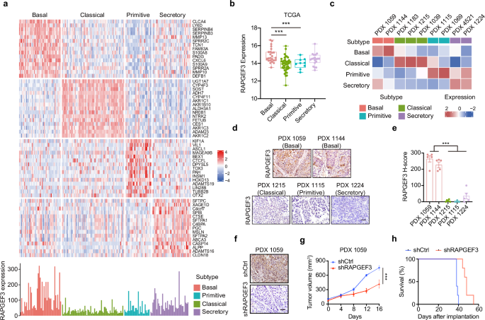 Identification of RAPGEF3 as the therapeutic vulnerability of basal-subtype lung squamous cell carcinoma