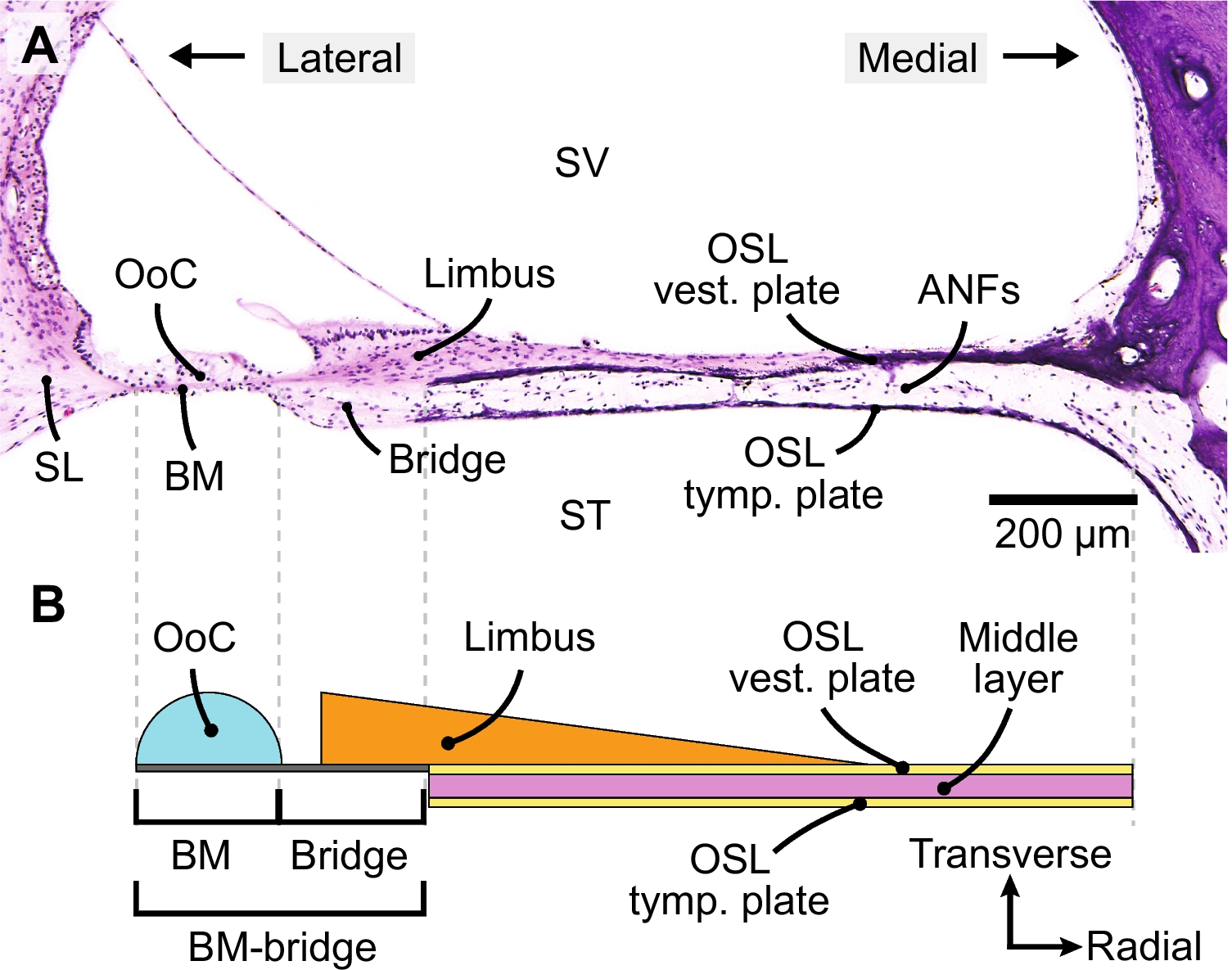 How the Human Cochlea Moves: Biomechanical Modeling of a Wide, Layered Osseous Spiral Lamina