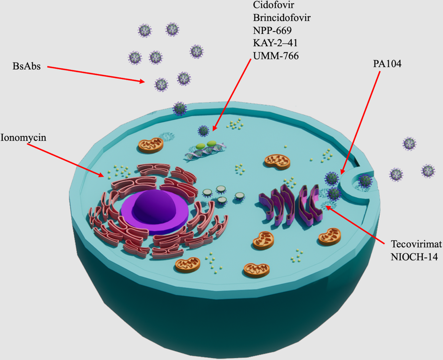 Advances in the Management of MPOX Infection: Therapeutic and Vaccination Perspectives