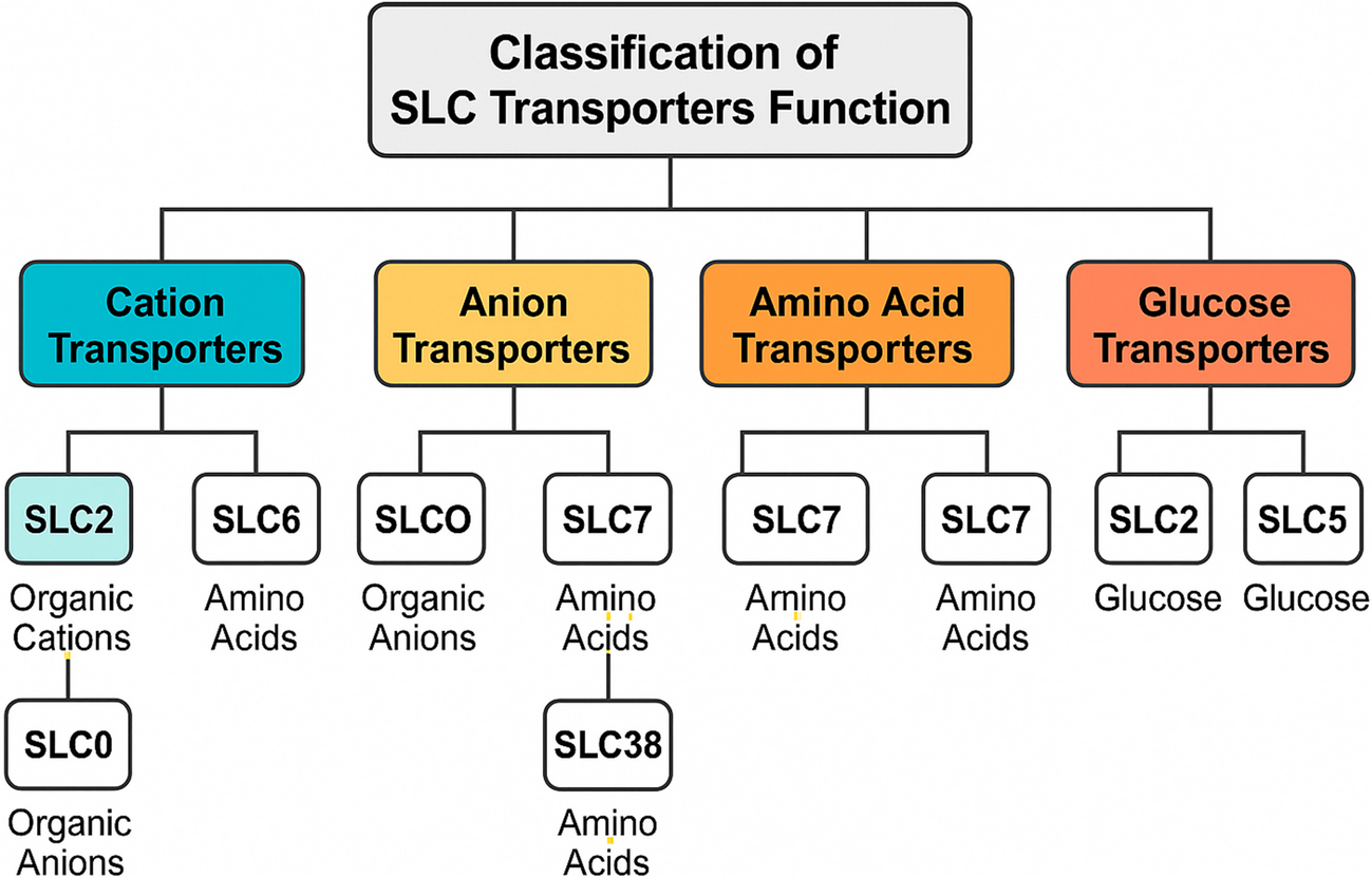 Beyond the obvious: targeting the SLC transportome and non-canonical drug transport mechanisms in cancer therapy