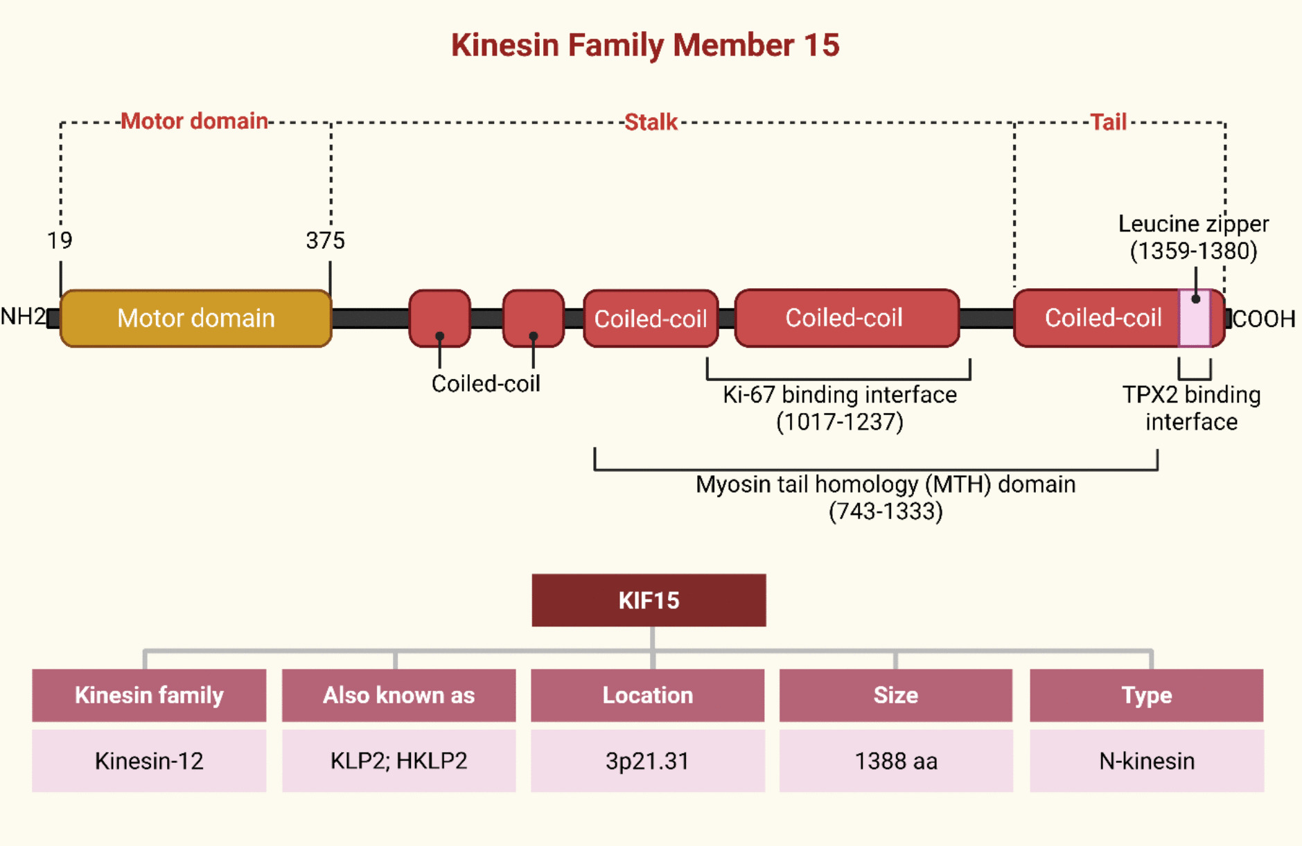 The multifaceted role of KIF15 in cancer progression and therapy