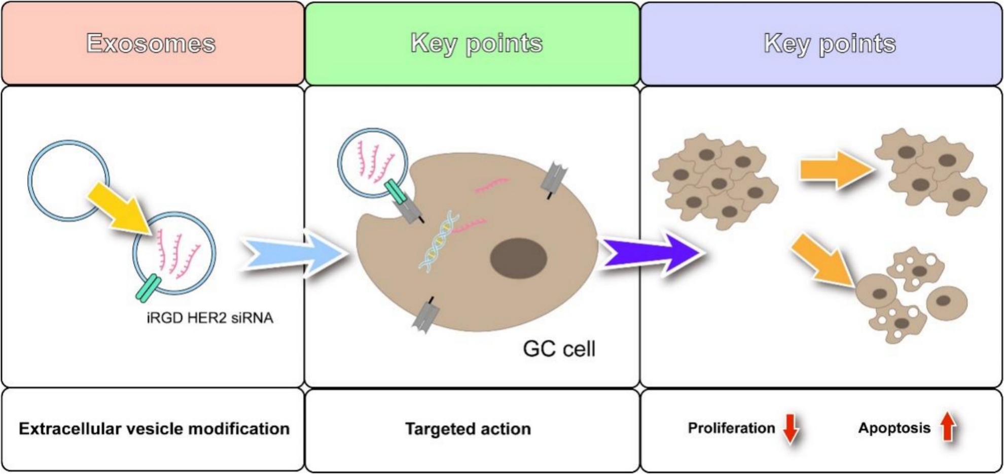 Comparative analysis of engineered-exosome delivered si-HER2 and trastuzumab in the treatment of HER2-positive gastric cancer