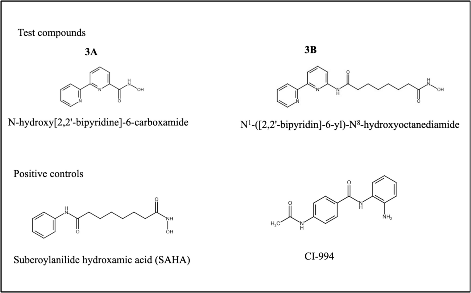 Targeting neuroblastoma with hydroxamic acid based HDAC1 and HDAC2 inhibitors: Insights from in vitro and in vivo studies