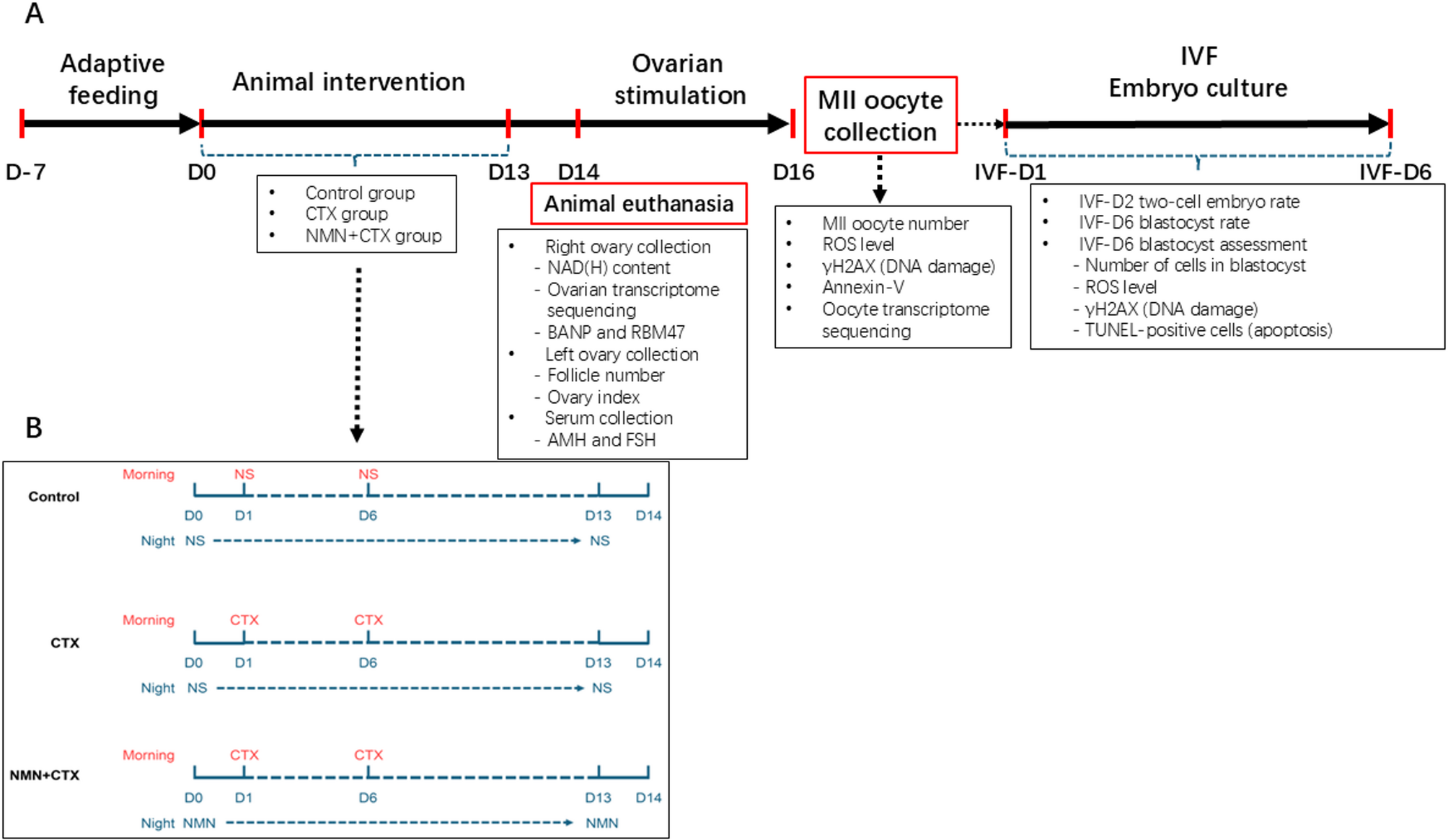 Nicotinamide mononucleotide protects ovarian function and oocyte developmental competence during chemotherapy