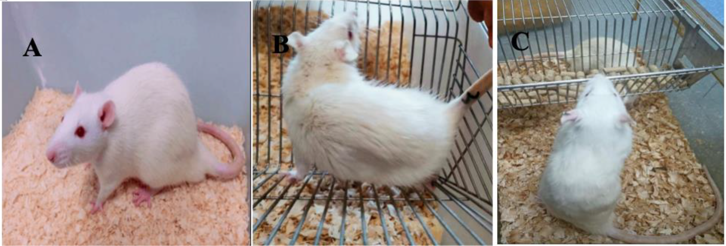Protective effect of ammonium trichloride tellurate (AS101) on ovarian injury induced by chemotherapy drug doxorubicin in rats