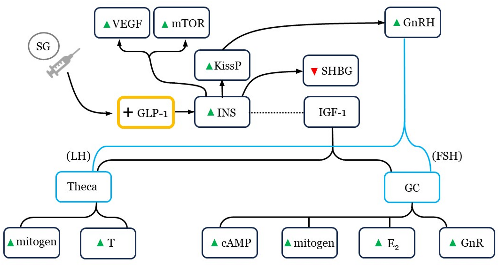 Semaglutide and human reproduction: caution at the intersection of energy balance, ovarian function, and follicular development