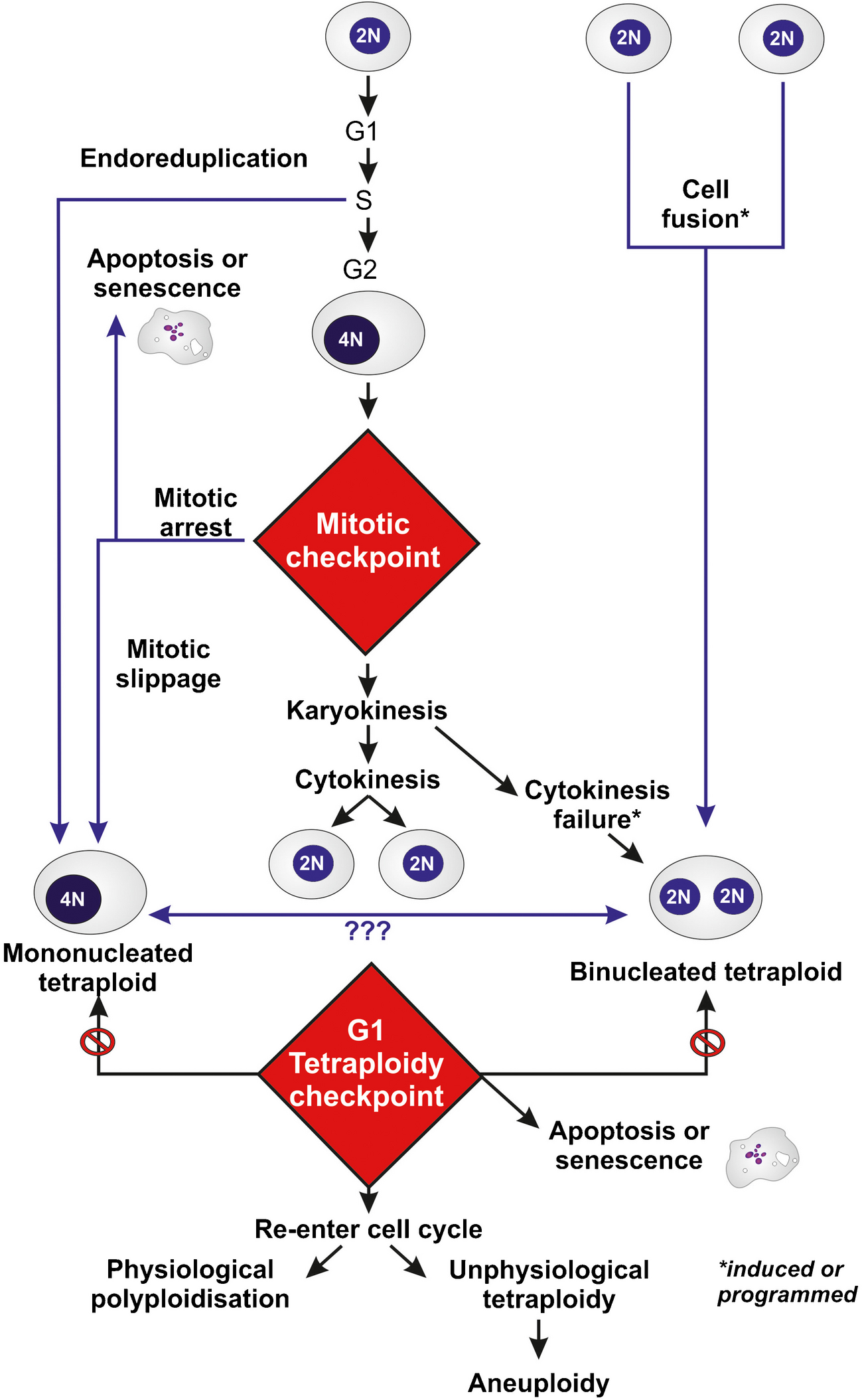 Tetraploidy in normal tissues and diseases: mechanisms and consequences