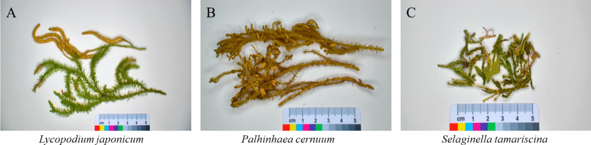 Authenticity of Lycopodii Herba from its adulterant species by high-performance thin-layer chromatography and microscopic identification