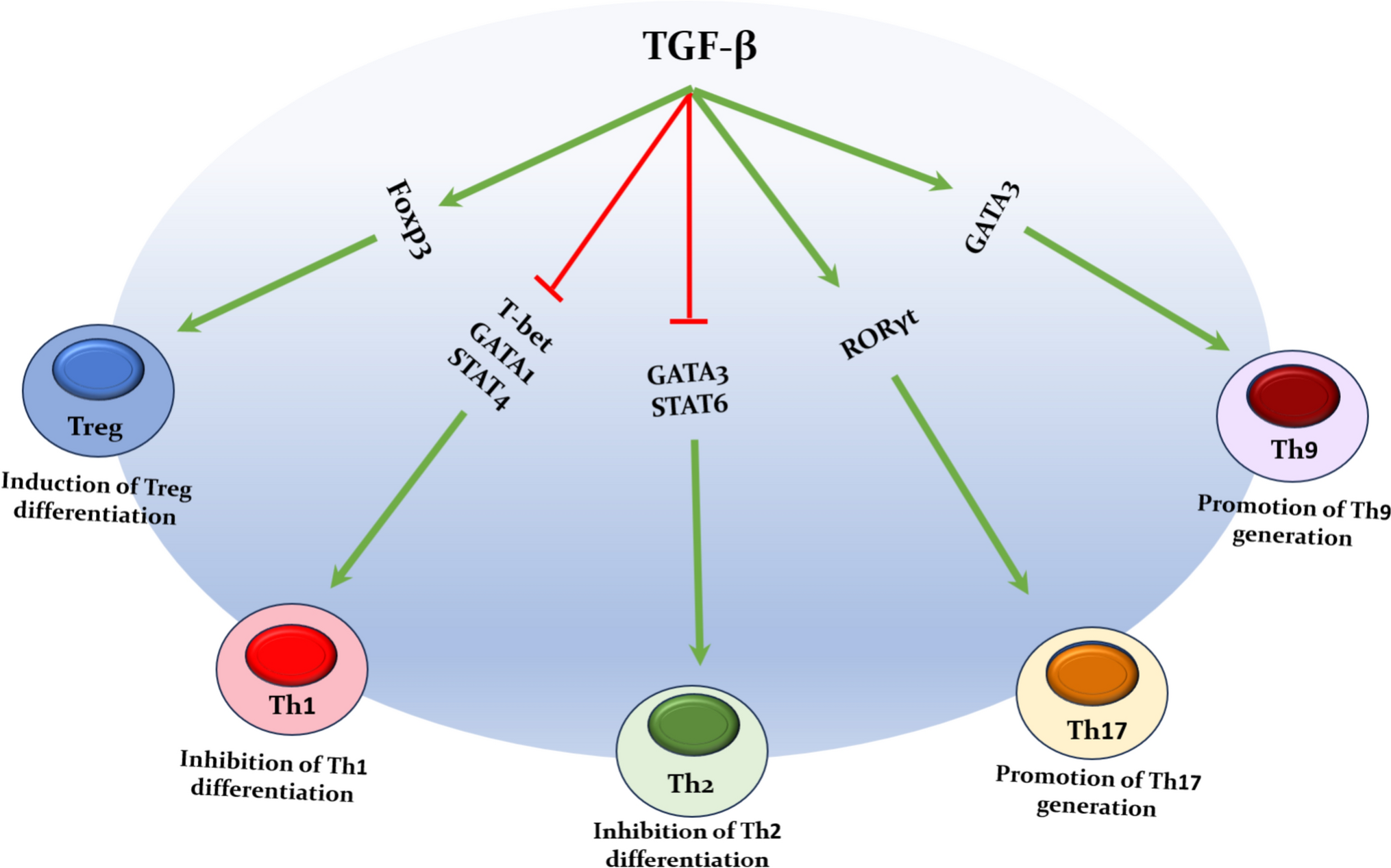 Targeting TGF-β signaling in glioblastoma: therapeutic implications and novel drug development strategies
