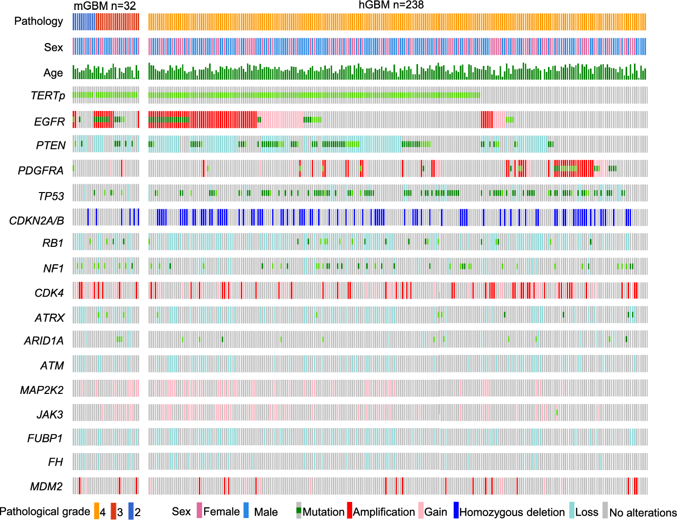 Analysis of clinical, histological, and genomic information of molecular glioblastoma in a Japanese glioma cohort