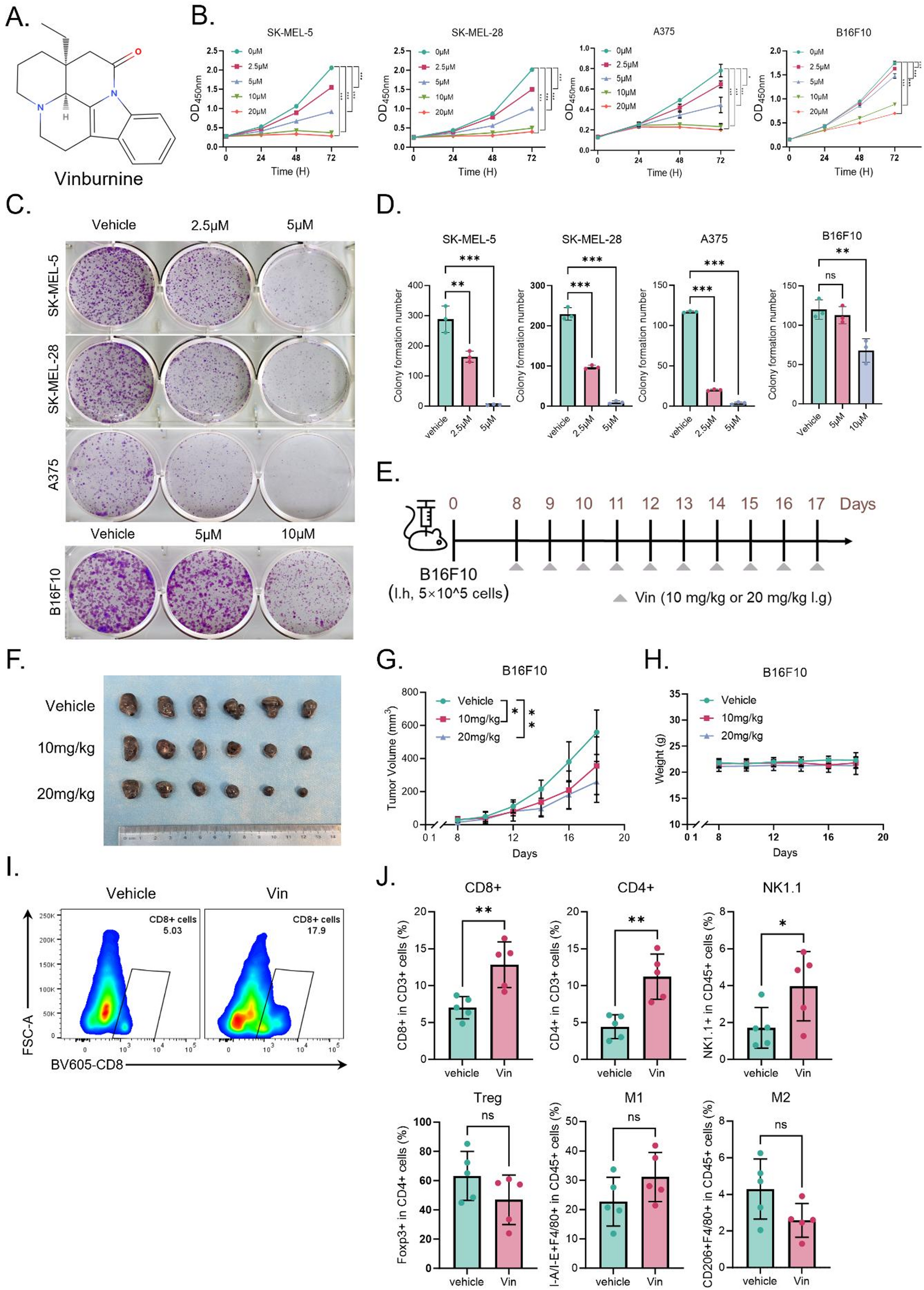 Vinburnine potentiates anti-PD1 immunotherapy in melanoma through IL-24 secretion via P38/MAPK/ATF3 signaling