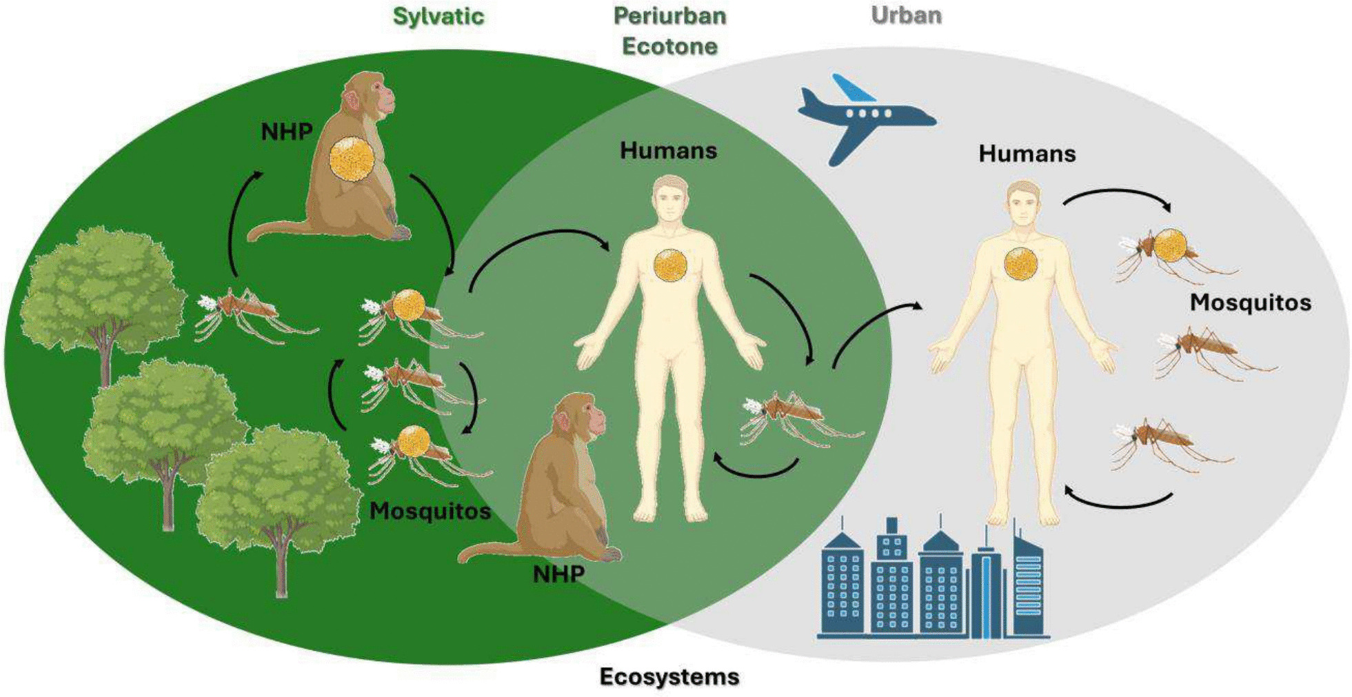 Importance of Epizootic Surveillance in the Epidemiology of Yellow Fever in South America