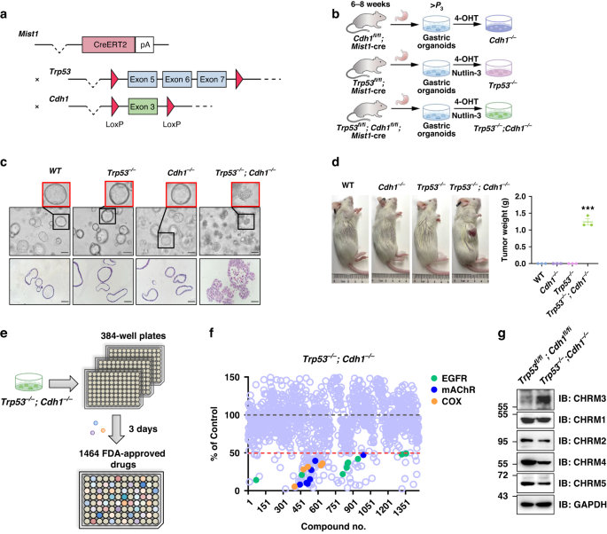 Aberrant PJA2-CHRM3 signaling creates a therapeutic vulnerability in gastric tumor