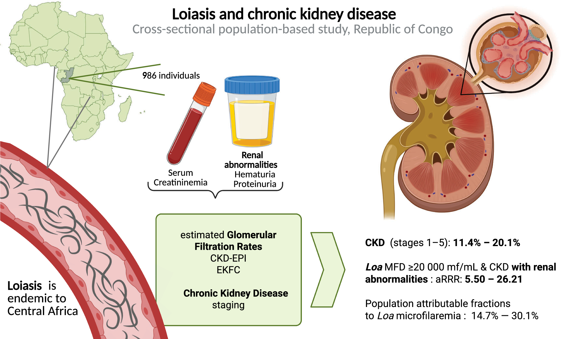 Chronic kidney disease related to Loa loa microfilaremia in a rural area of the Republic of Congo: a population-based cross-sectional study