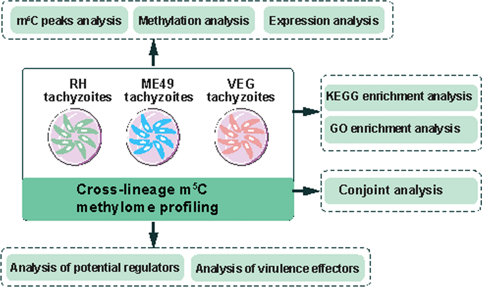 Cross-lineage 5-methylcytosine methylome profiling reveals methylated divergence among Toxoplasma gondii tachyzoites of the three major clonal lineages