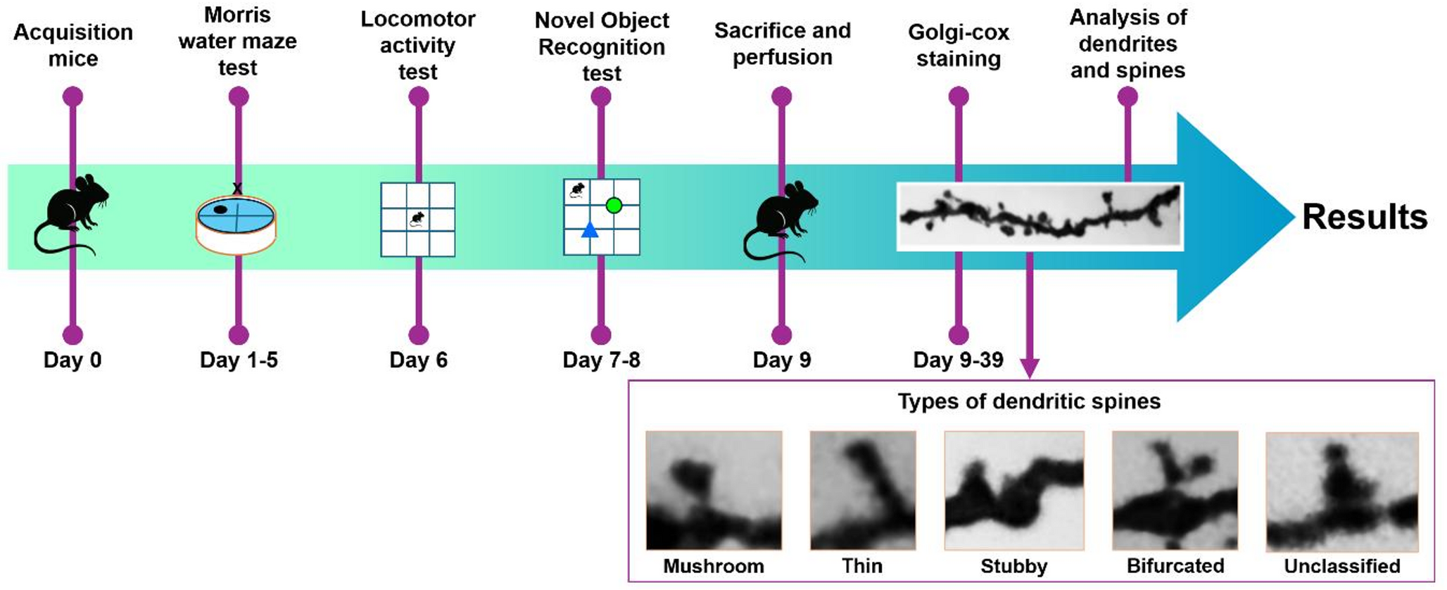 Dendritic spine degeneration is associated with age-related decline in recognition and spatial memory in male mice