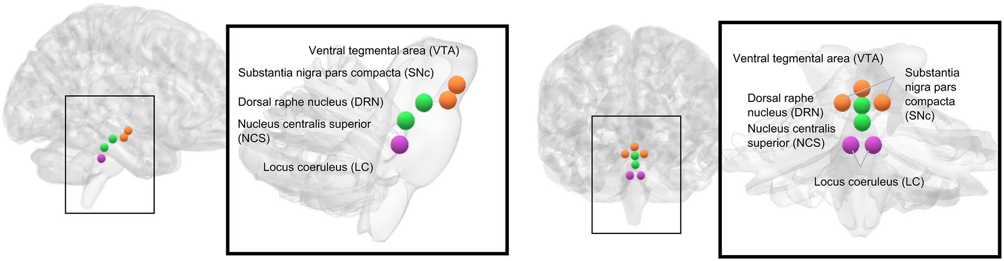 Mapping cross-modal functional connectivity of major neurotransmitter systems in the human brain