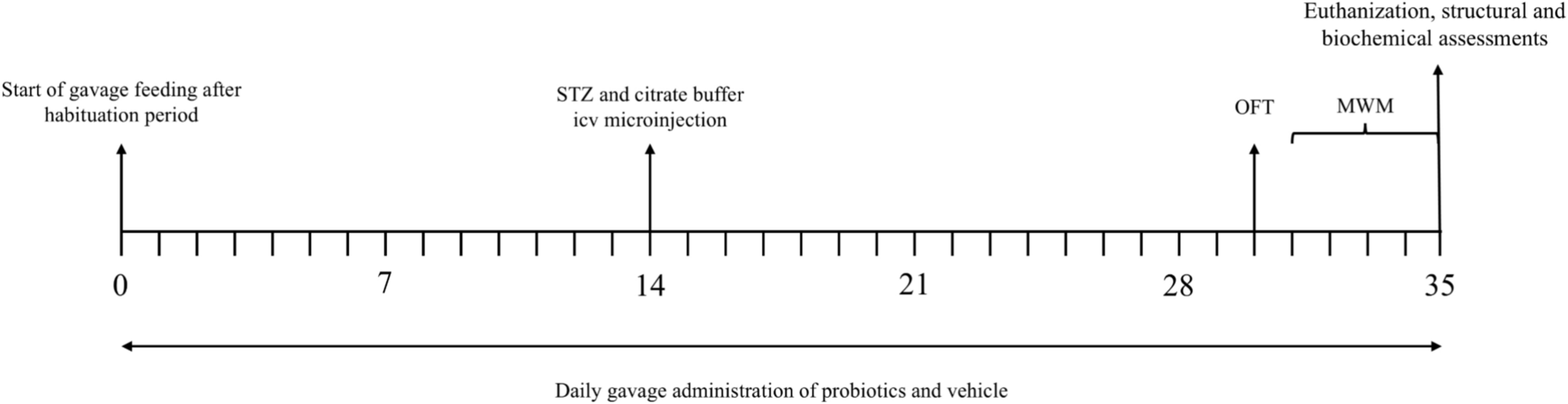 Probiotic effects on cognitive performance, hippocampal oxidative stress, and structural damage induced by icv STZ in Alzheimer-like rat model
