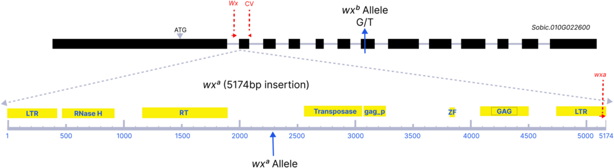 An updated molecular toolkit for genomics-assisted breeding of waxy sorghum [ (L.) Moench]