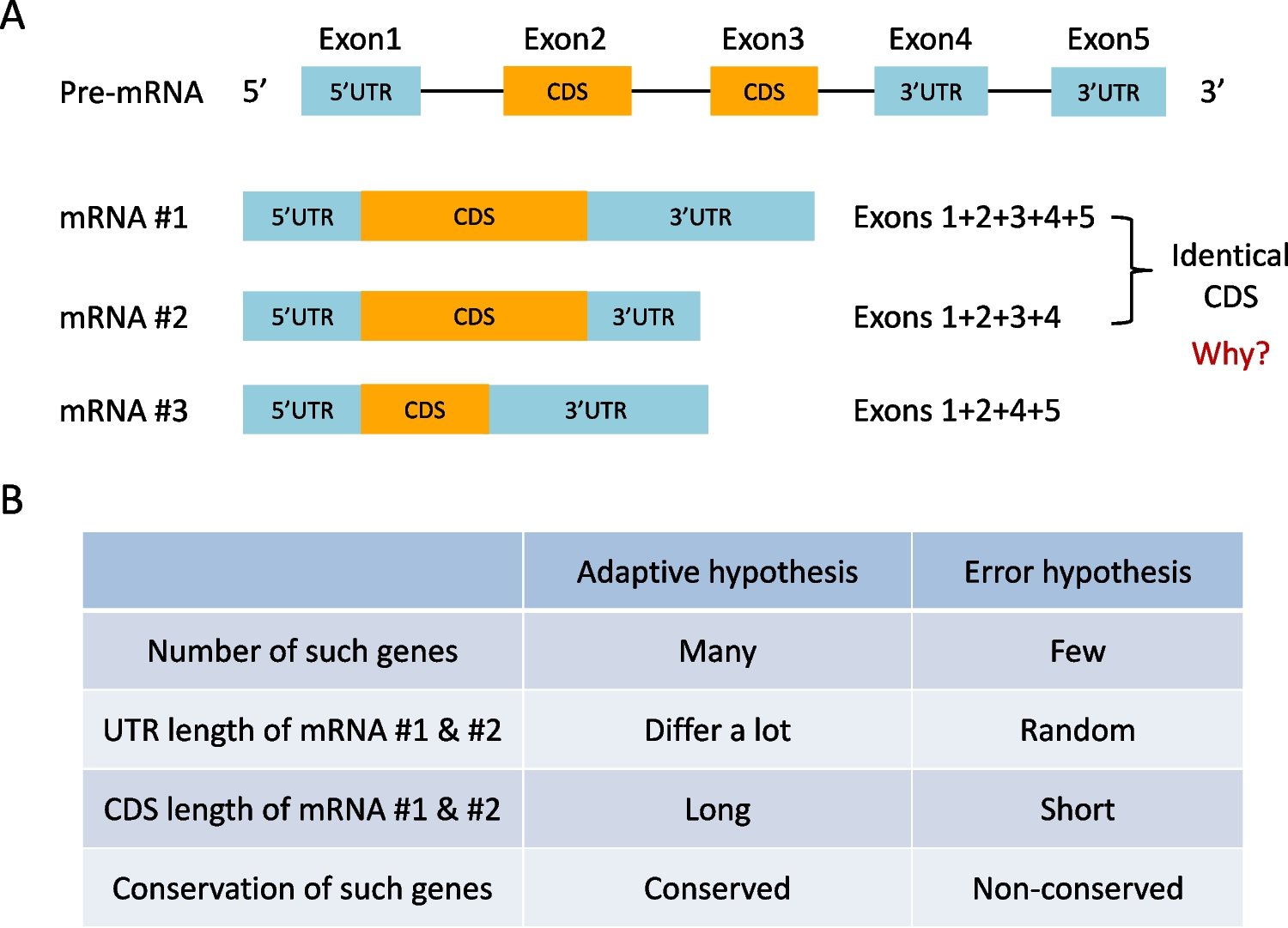 Different mRNAs encoding identical proteins: how and why?