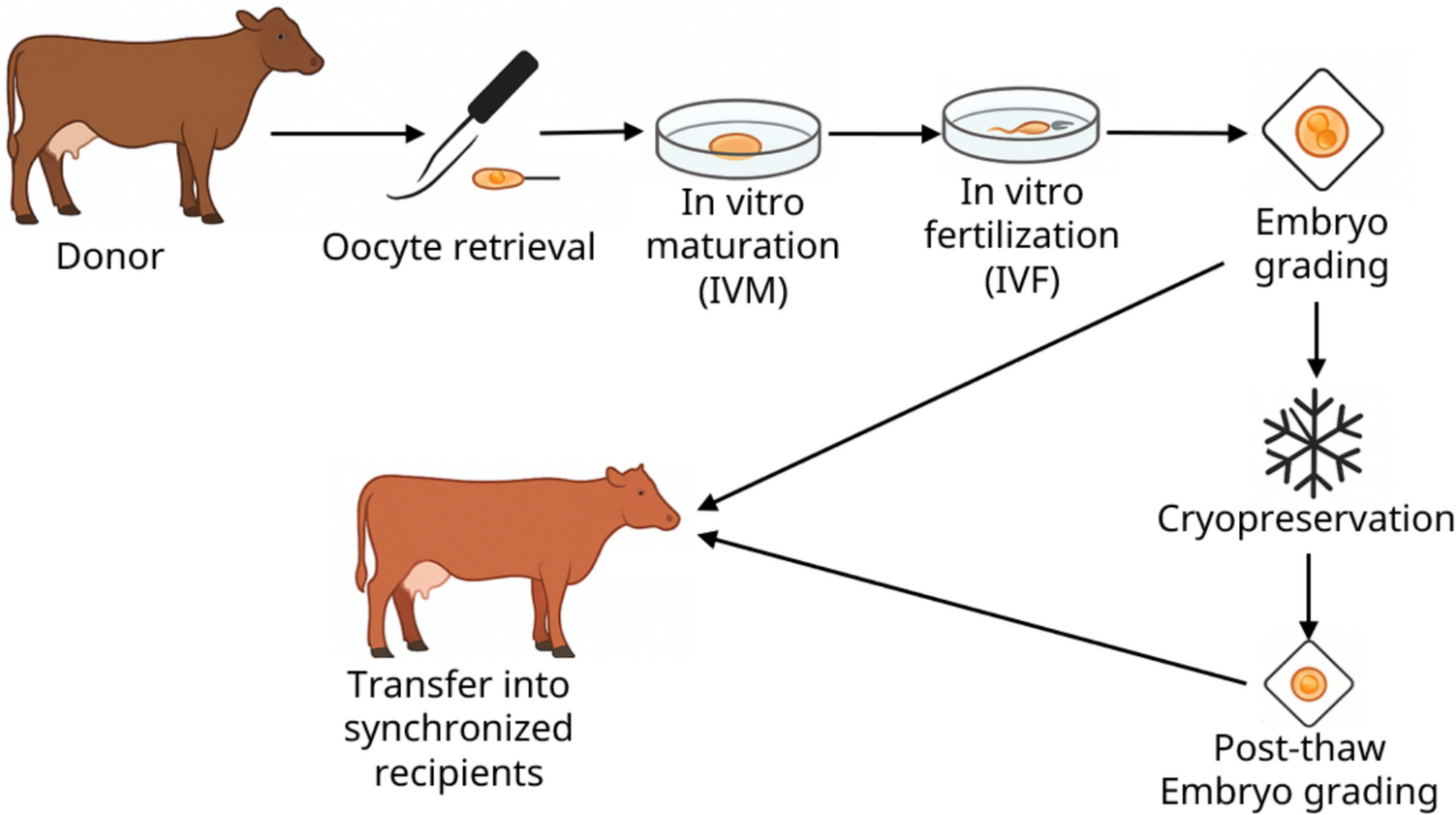 Advances in supplementation strategies for enhancing bovine in vitro embryo production: a review of growth factors and antioxidants