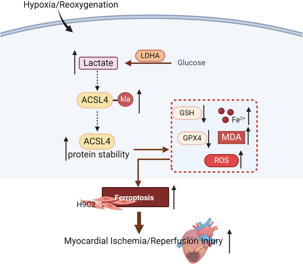 Hypoxia Aggravates Myocardial Ischemia/Reperfusion Injury Through the Promotion of Ferroptosis via ACSL4 Lactylation