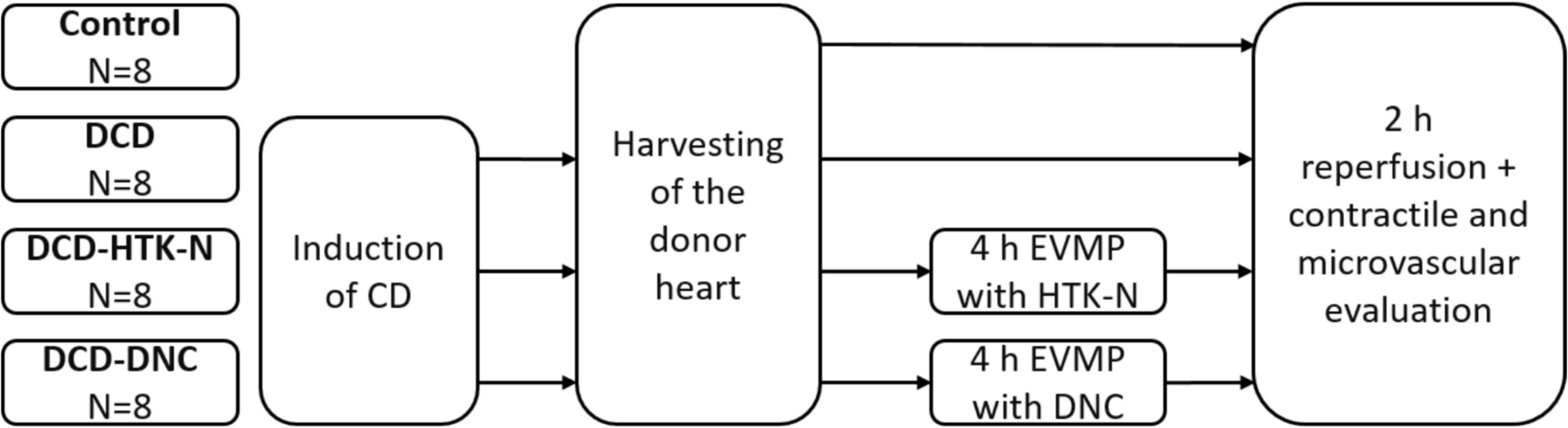 Cardioplegic Machine Perfusion of Hearts Donated after Circulatory Death