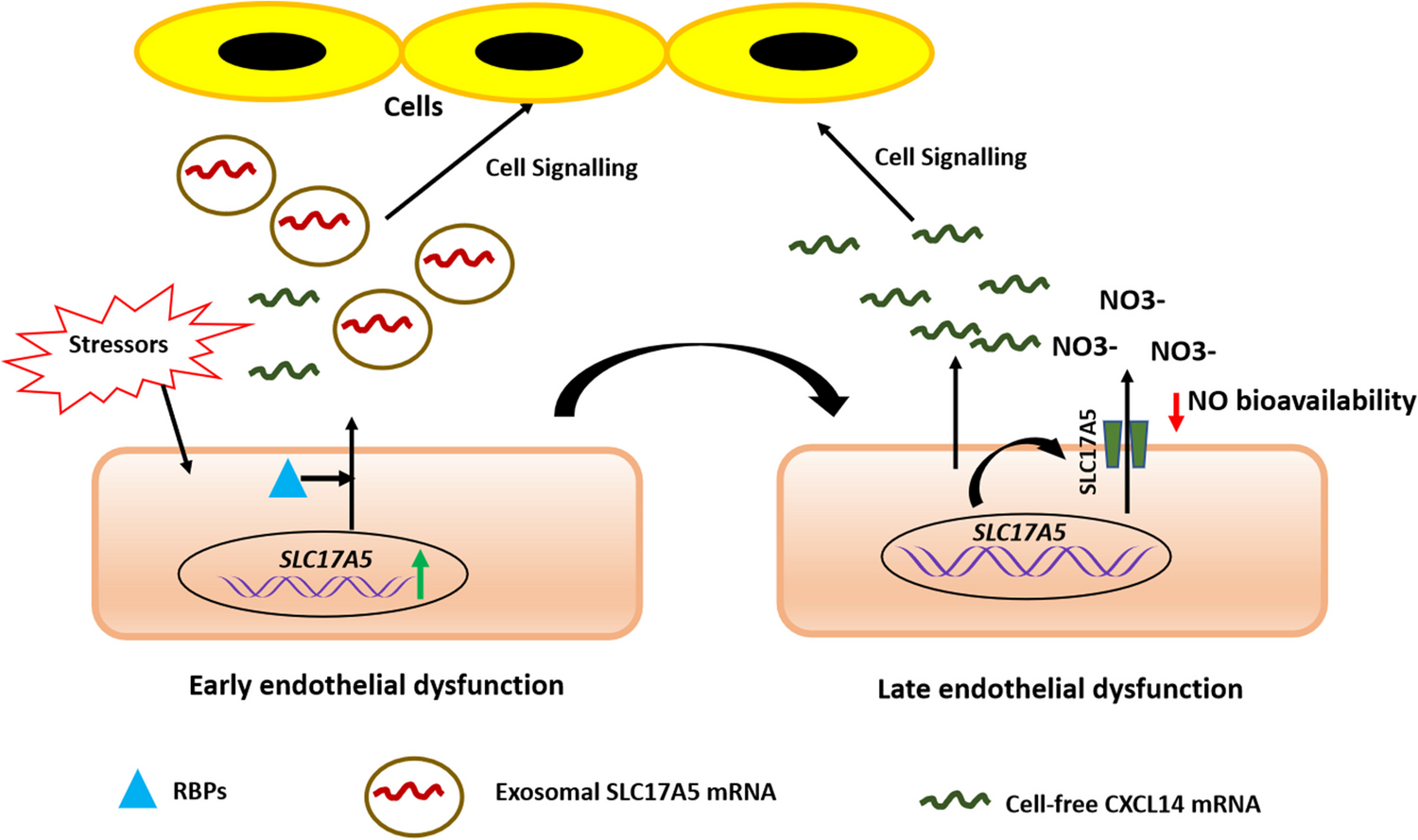 Circulating  as a Diagnostic Biomarker of Early Endothelial Dysfunction in Young Dyslipidemic Individuals